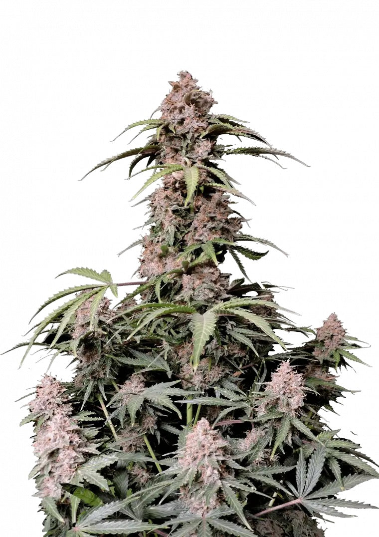 Fast Buds Amnesia Z Auto