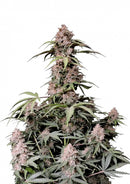 Fast Buds Amnesia Z Auto