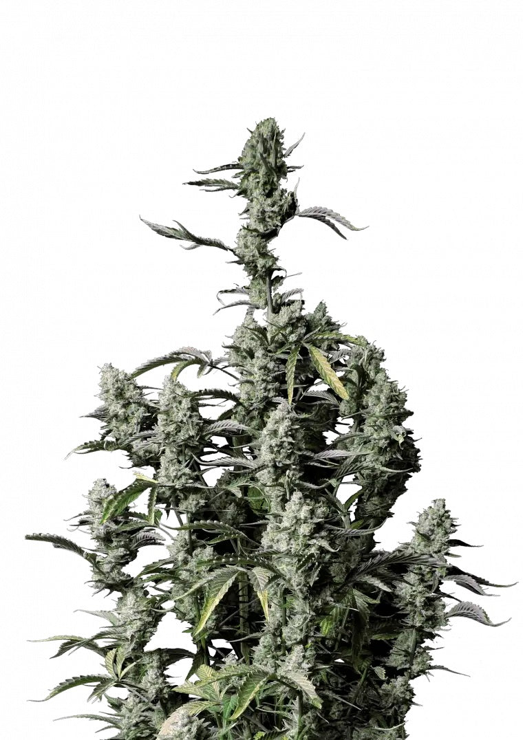 Fast Buds Gorilla Z Auto