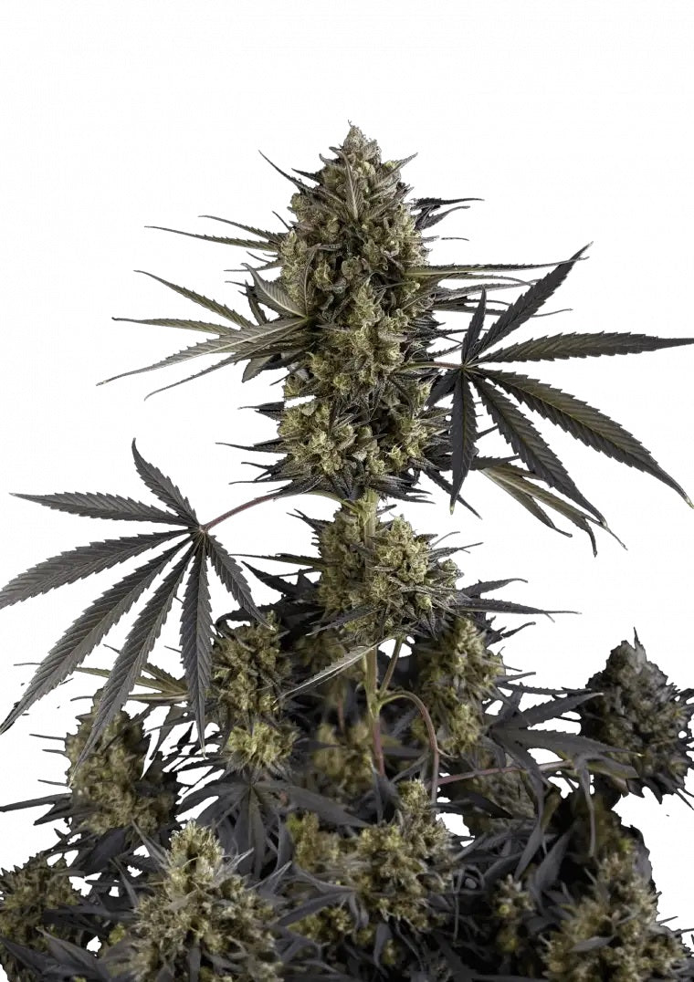 Fast Buds Pound Cake Auto
