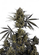 Fast Buds Pound Cake Auto