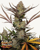 Fast Buds Apple Strudel Auto