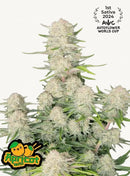 Fast Buds Apricot Auto