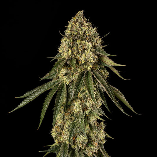 Silent Seeds B-52