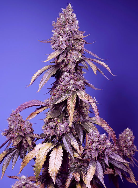 Sweet Seeds Black Muffin F1 Fast Version®