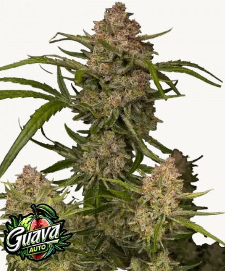 Fast Buds Guava Auto