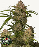 Fast Buds Guava Auto