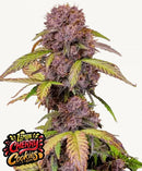 Fast Buds Lemon Cherry Cookies Auto