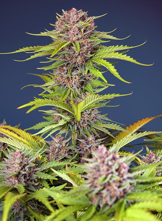 Sweet Seeds Mimosa Bruce Banner XL Auto