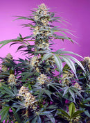 Sweet Seeds Monster Maker