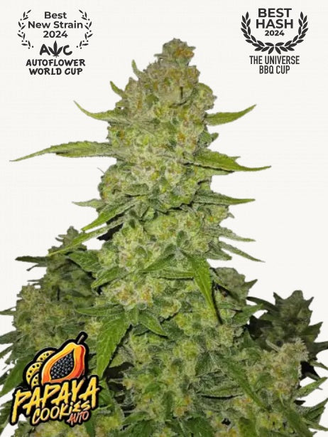 Fast Buds Papaya Cookies Auto