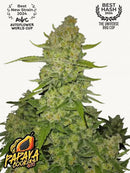 Fast Buds Papaya Cookies Auto