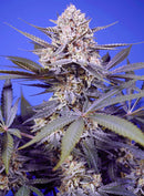 Sweet Seeds Pineapple Slush XL Auto