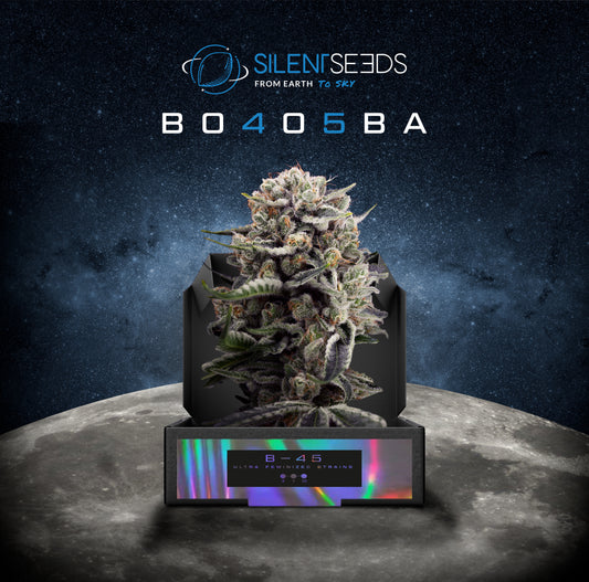 Silent Seeds Booba 45 B-45