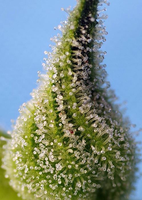 Aeroponica, AUTOFIORENTI, Brands_Sweet Seeds, Bruce Banner Auto, CBD, Coltivazione, Idroponica, Indoor, Outdoor, Semi, Semi da collezione, THC, Tipo_Auto Fiorenti - doisgrowshop.it