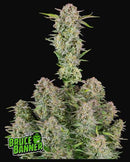 Aeroponica, AUTOFIORENTI, Automatiche, Brands_Fast Buds, Bruce Banner Auto, Coltivazione, FEMMINIZZATI, Idroponica, Indoor, Outdoor, Semi, Semi da collezione, THC, Tipo_Auto Fiorenti - doisgrowshop.it