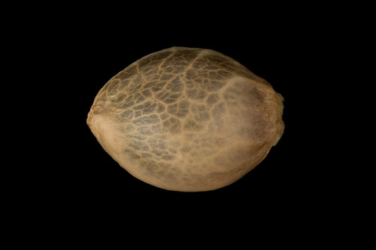 Silent Seeds Critical+ 2.0