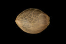 Silent Seeds Critical+ 2.0