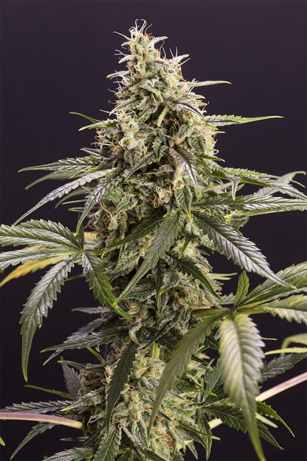 Aeroponica, Autocoltivazione, AUTOFIORENTI, Brands_Humboldt Seeds, Coltivazione, Idroponica, Indoor, Outdoor, Semi, Semi da collezione, THC, Tipo_Auto Fiorenti - doisgrowshop.it