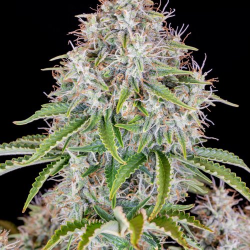 Fast Buds Original Cindarella Auto