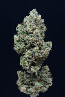 Silent Seeds Critical+ 2.0 Auto