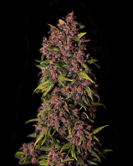 Aeroponica, AUTOFIORENTI, Automatiche, Brands_Fast Buds, Coltivazione, Crystal Meth Auto, FEMMINIZZATI, Idroponica, Indoor, Outdoor, Semi, Semi da collezione, THC, Tipo_Auto Fiorenti - doisgrowshop.it