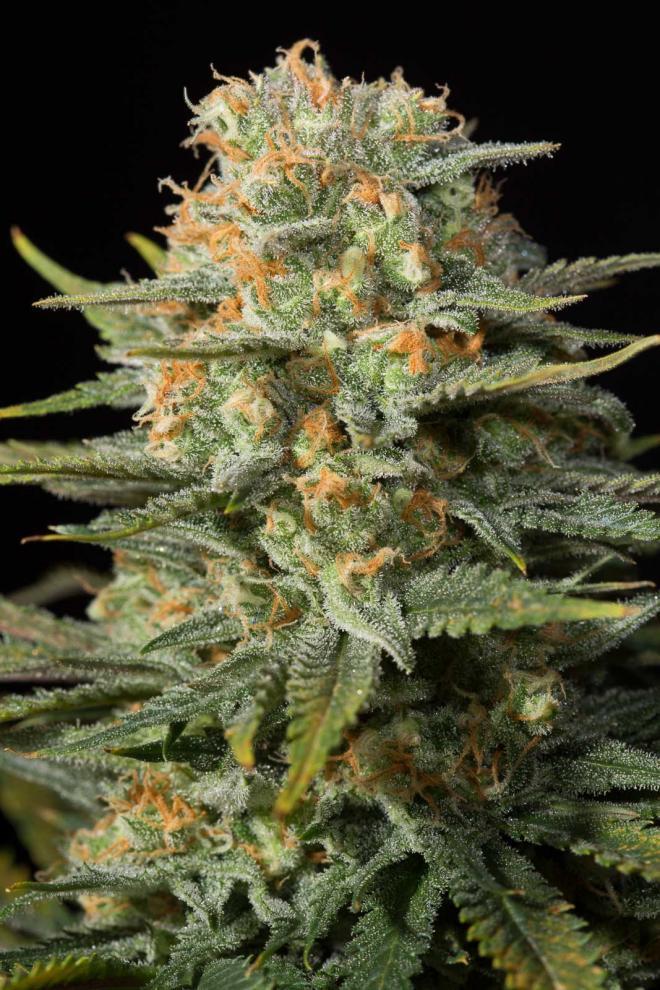Aeroponica, Brands_Dinafem Seeds, CBD, Coltivazione, DINAFEM SEEDS, Idroponica, Indoor, Outdoor, Semi, THC, Tipo_CBD - doisgrowshop.it