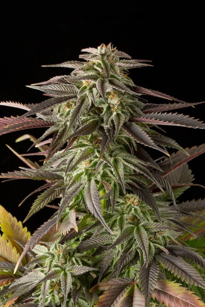 Aeroponica, Brands_Dinafem Seeds, Coltivazione, DINAFEM SEEDS, FEMMINIZZATI, Idroponica, Indoor, Outdoor, Semi, THC, Tipo_Femminizzati - doisgrowshop.it