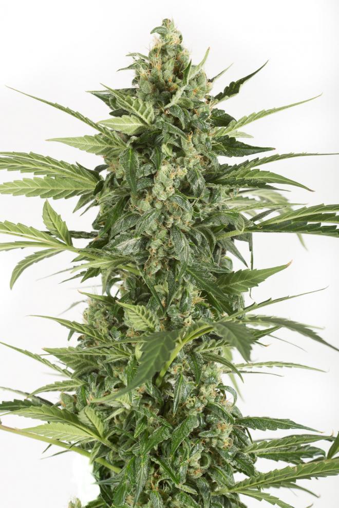 Aeroponica, AUTOFIORENTI, Brands_Dinafem Seeds, Coltivazione, DINAFEM SEEDS, Idroponica, Indoor, Outdoor, Semi, THC, Tipo_Auto Fiorenti - doisgrowshop.it