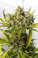 Aeroponica, AUTOFIORENTI, Brands_Dinafem Seeds, Coltivazione, DINAFEM SEEDS, Idroponica, Indoor, Outdoor, Semi, THC, Tipo_Auto Fiorenti - doisgrowshop.it