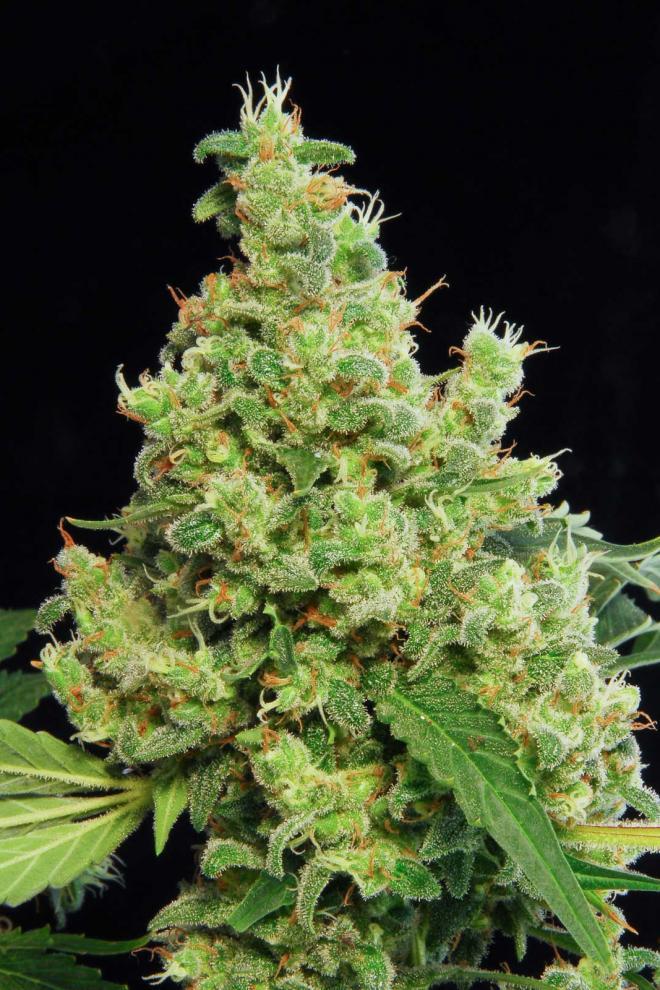 Aeroponica, Brands_Dinafem Seeds, Coltivazione, DINAFEM SEEDS, FEMMINIZZATI, Idroponica, Indoor, Outdoor, Semi, THC, Tipo_Femminizzati - doisgrowshop.it