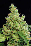Aeroponica, Brands_Dinafem Seeds, Coltivazione, DINAFEM SEEDS, FEMMINIZZATI, Idroponica, Indoor, Outdoor, Semi, THC, Tipo_Femminizzati - doisgrowshop.it