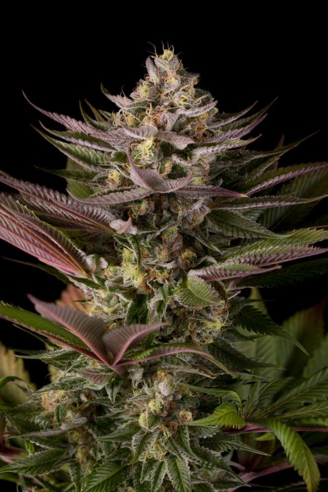 Aeroponica, Brands_Dinafem Seeds, Coltivazione, DINAFEM SEEDS, FEMMINIZZATI, Idroponica, Indoor, Outdoor, Semi, THC, Tipo_Femminizzati - doisgrowshop.it