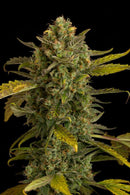 Aeroponica, AUTOFIORENTI, Brands_Dinafem Seeds, Coltivazione, DINAFEM SEEDS, Idroponica, Indoor, Outdoor, Semi, THC, Tipo_Auto Fiorenti - doisgrowshop.it