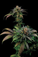 Aeroponica, Brands_Dinafem Seeds, Coltivazione, DINAFEM SEEDS, FEMMINIZZATI, Idroponica, Indoor, Outdoor, Semi, THC, Tipo_Femminizzati - doisgrowshop.it
