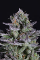 Aeroponica, Brands_Dinafem Seeds, Coltivazione, DINAFEM SEEDS, FEMMINIZZATI, Idroponica, Indoor, Outdoor, Semi, THC, Tipo_Femminizzati - doisgrowshop.it