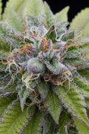 Aeroponica, Brands_Dinafem Seeds, Coltivazione, DINAFEM SEEDS, FEMMINIZZATI, Idroponica, Indoor, Outdoor, Semi, Semi da collezione, THC, Tipo_Femminizzati - doisgrowshop.it