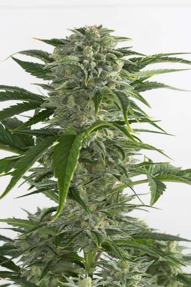 Aeroponica, AUTOFIORENTI, Brands_Dinafem Seeds, Coltivazione, DINAFEM SEEDS, Idroponica, Indoor, Outdoor, Semi, Semi da collezione, THC, Tipo_Auto Fiorenti - doisgrowshop.it