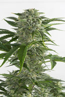 Aeroponica, AUTOFIORENTI, Brands_Dinafem Seeds, Coltivazione, DINAFEM SEEDS, Idroponica, Indoor, Outdoor, Semi, Semi da collezione, THC, Tipo_Auto Fiorenti - doisgrowshop.it