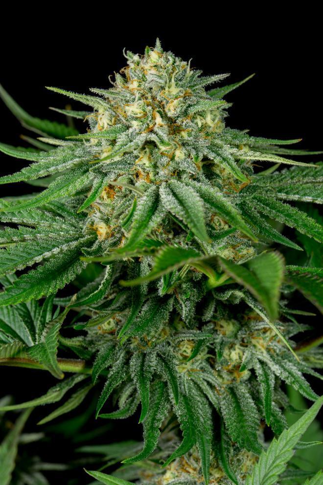 Aeroponica, Brands_Dinafem Seeds, CBD, Coltivazione, DINAFEM SEEDS, Idroponica, Indoor, Outdoor, Semi, Semi da collezione, THC, Tipo_CBD - doisgrowshop.it