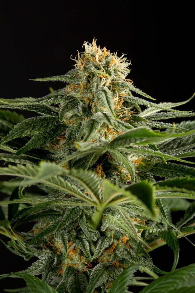 Aeroponica, Brands_Dinafem Seeds, Coltivazione, DINAFEM SEEDS, FEMMINIZZATI, Idroponica, Indoor, Outdoor, Semi, Semi da collezione, THC, Tipo_Femminizzati - doisgrowshop.it