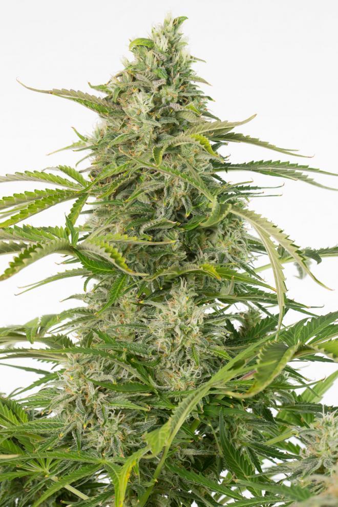 Aeroponica, Brands_Dinafem Seeds, cbd, Coltivazione, DINAFEM SEEDS, Idroponica, Indoor, Outdoor, Semi, Semi da collezione, THC, Tipo_Auto Fiorenti, Tipo_CBD - doisgrowshop.it