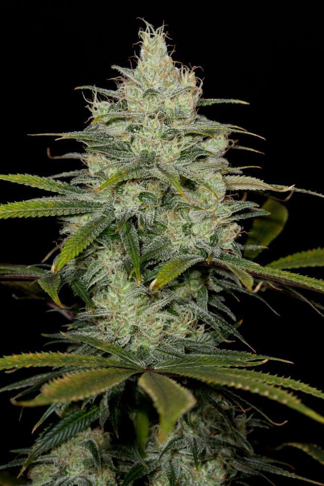 Aeroponica, Brands_Dinafem Seeds, CBD, Coltivazione, DINAFEM SEEDS, Idroponica, Indoor, Outdoor, Semi, Semi da collezione, THC, Tipo_CBD - doisgrowshop.it