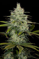Aeroponica, Brands_Dinafem Seeds, CBD, Coltivazione, DINAFEM SEEDS, Idroponica, Indoor, Outdoor, Semi, Semi da collezione, THC, Tipo_CBD - doisgrowshop.it