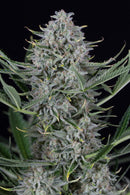 Aeroponica, AUTOFIORENTI, Brands_Dinafem Seeds, Coltivazione, DINAFEM SEEDS, Idroponica, Indoor, Outdoor, Semi, Semi da collezione, THC, Tipo_Auto Fiorenti - doisgrowshop.it