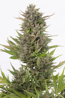 Aeroponica, Brands_Dinafem Seeds, CBD, Coltivazione, DINAFEM SEEDS, Idroponica, Indoor, Outdoor, Semi, Semi da collezione, THC, Tipo_CBD - doisgrowshop.it