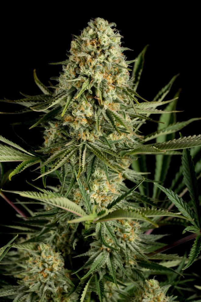 Aeroponica, Brands_Dinafem Seeds, Coltivazione, DINAFEM SEEDS, FEMMINIZZATI, Idroponica, Indoor, Outdoor, Semi, Semi da collezione, THC, Tipo_Femminizzati - doisgrowshop.it