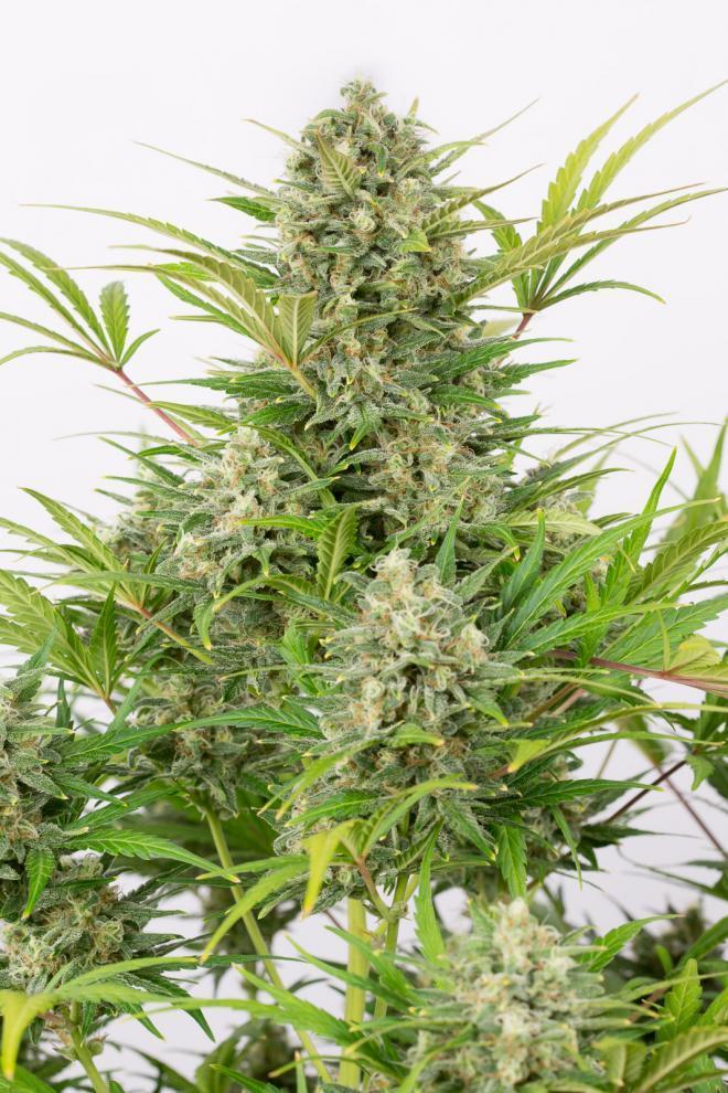 Aeroponica, AUTOFIORENTI, Brands_Dinafem Seeds, Coltivazione, DINAFEM SEEDS, Idroponica, Indoor, Outdoor, Semi, Semi da collezione, THC, Tipo_Auto Fiorenti - doisgrowshop.it
