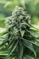 Aeroponica, Brands_Dinafem Seeds, CBD, Coltivazione, DINAFEM SEEDS, Idroponica, Indoor, Outdoor, Semi, Semi da collezione, THC, Tipo_CBD - doisgrowshop.it