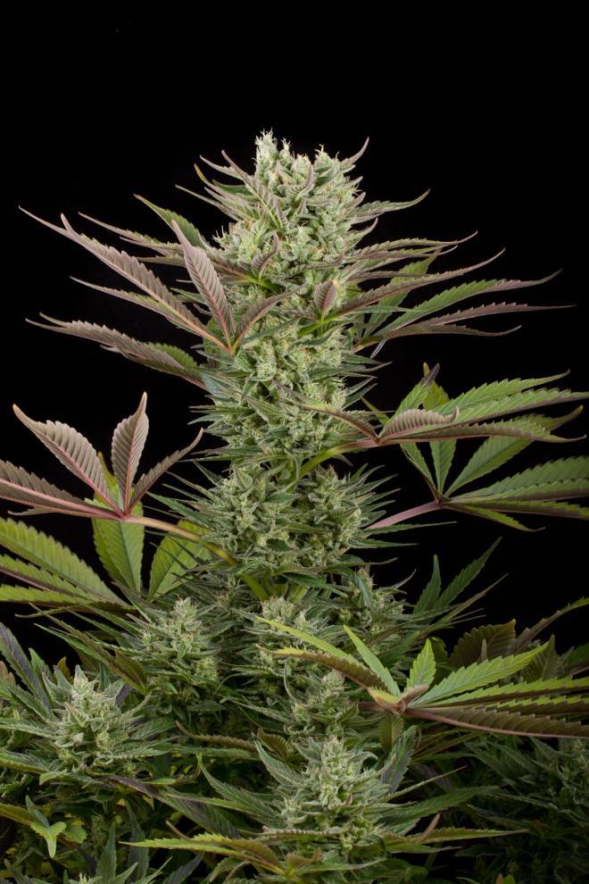 Aeroponica, Brands_Dinafem Seeds, Coltivazione, DINAFEM SEEDS, FEMMINIZZATI, Idroponica, Indoor, Outdoor, Semi, Semi da collezione, THC, Tipo_Femminizzati - doisgrowshop.it